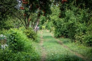 Rīgas dome: Mazdārziņu lietotājiem nepieciešama drošība, kārtība un skaidri spēles noteikumi
