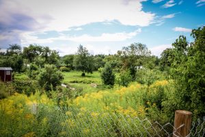 Rīgas dome: Mazdārziņu lietotājiem nepieciešama drošība, kārtība un skaidri spēles noteikumi