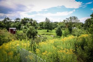 Rīgas dome: Mazdārziņu lietotājiem nepieciešama drošība, kārtība un skaidri spēles noteikumi