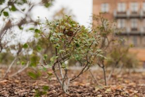 Pabeigta Latviešu strēlnieku laukuma atjaunošana