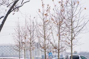 Pabeigta Latviešu strēlnieku laukuma atjaunošana