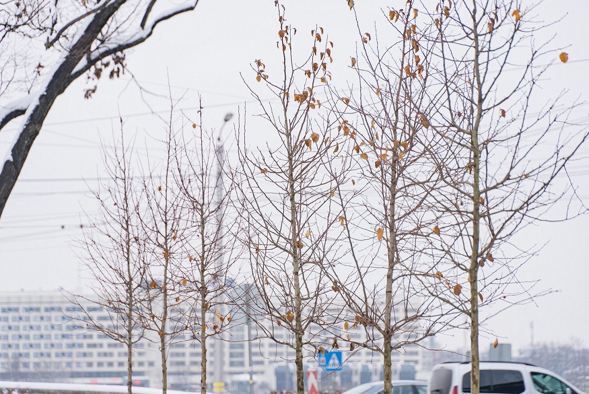 Pabeigta Latviešu strēlnieku laukuma atjaunošana