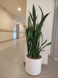 Gaitenis ar margām un durvīm, priekšplānā liels zaļš telpaugs baltā podā
